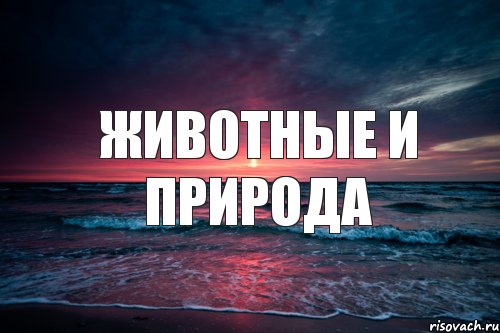 животные и природа