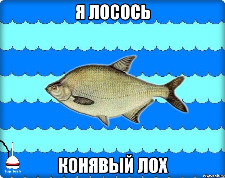 я лосось конявый лох