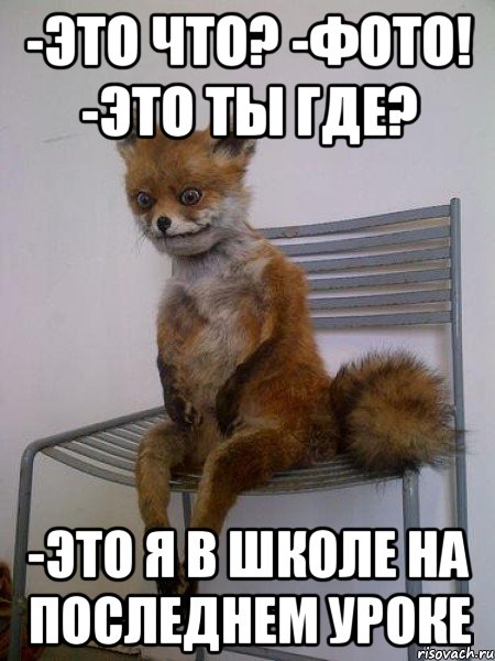 -это что? -фото! -это ты где? -это я в школе на последнем уроке, Мем Упоротая лиса