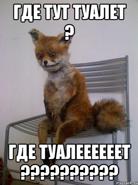 Где тут туалет ? Где туалеееееет ??????????, Мем Упоротая лиса