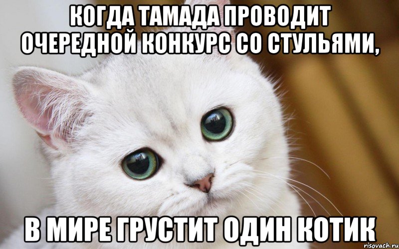 когда тамада проводит очередной конкурс со стульями, в мире грустит один котик, Мем  В мире грустит один котик