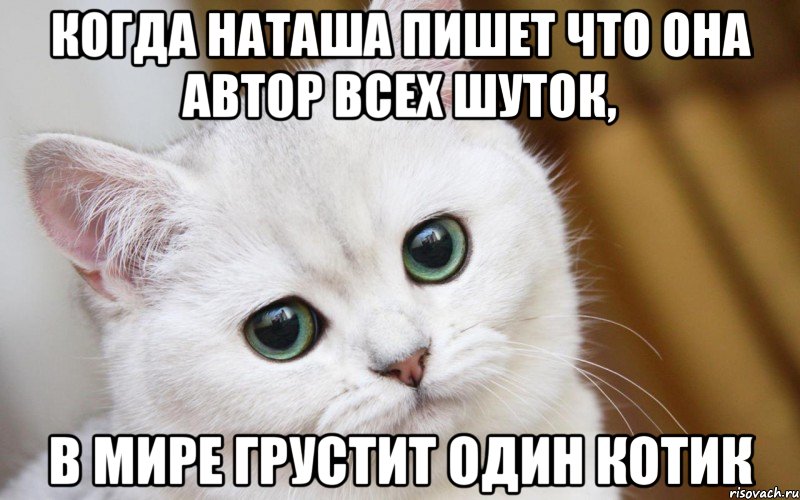 Когда Наташа пишет что она автор всех шуток, в мире грустит один котик, Мем  В мире грустит один котик