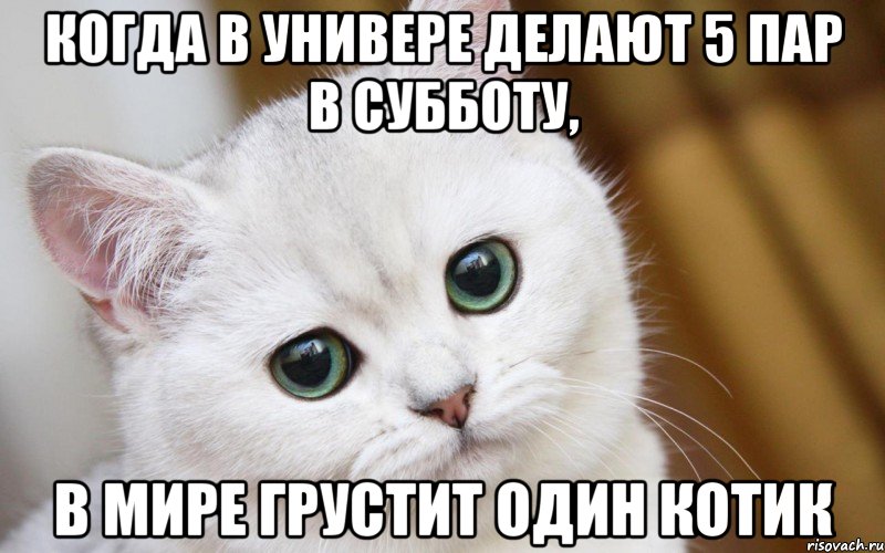 Когда в универе делают 5 пар в субботу, В мире грустит один котик, Мем  В мире грустит один котик