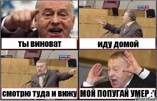 ты виноват иду домой смотрю туда и вижу МОЙ ПОПУГАЙ УМЕР :'(, Комикс жиреновский