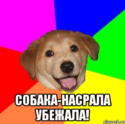  собака-насрала убежала!, Мем Advice Dog