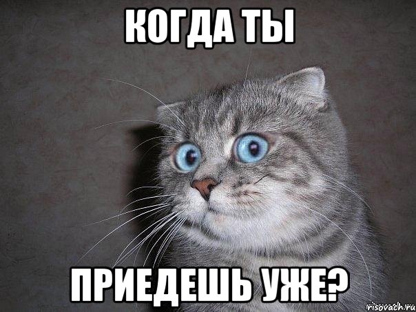 КОГДА ТЫ ПРИЕДЕШЬ УЖЕ?, Мем  удивлённый кот