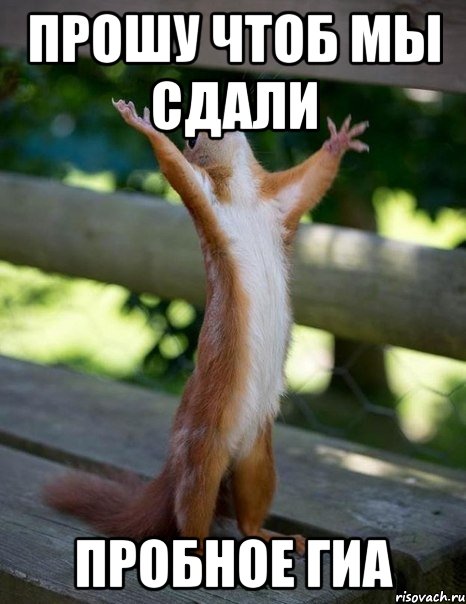Прошу чтоб мы сдали ПРОБНОЕ ГИА, Мем    белка молится