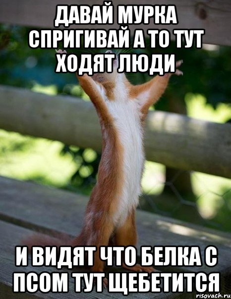 Давай Мурка спригивай а то тут ходят люди и видят что белка с псом тут щебетится, Мем    белка молится