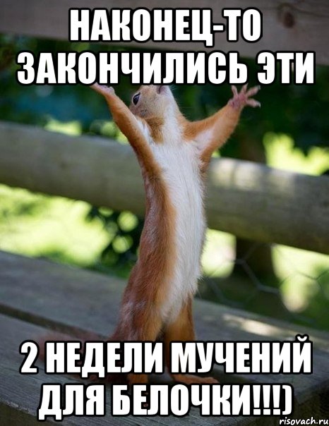 наконец-то закончились эти 2 недели мучений для белочки!!!), Мем    белка молится