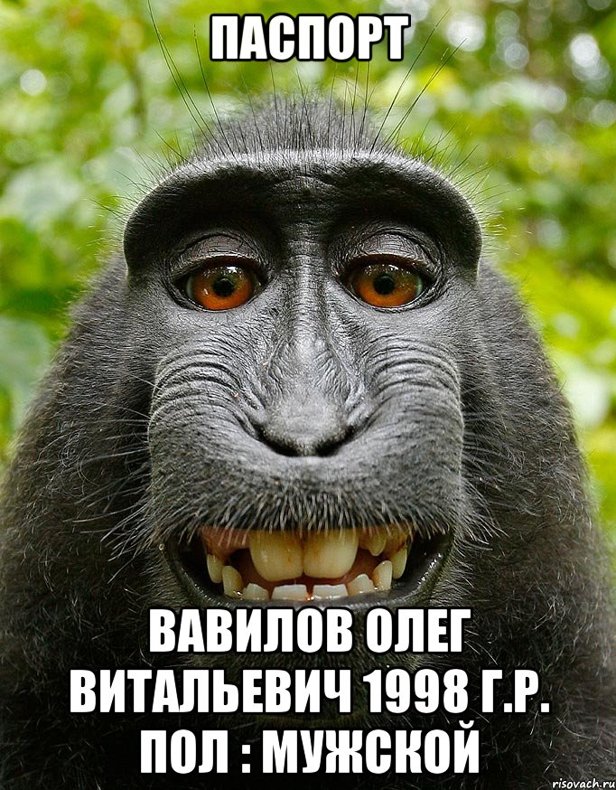 Паспорт Вавилов Олег Витальевич 1998 г.р. Пол : мужской, Мем  Довольная обезьяна