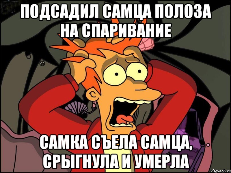 Подсадил самца полоза на спаривание Самка съела самца, срыгнула и умерла, Мем Фрай в панике