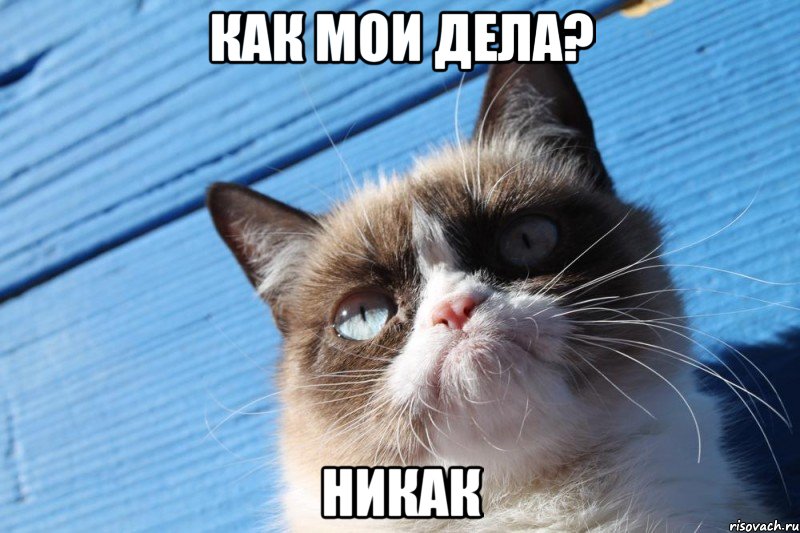 Как мои дела? Никак, Мем  grumpy cat