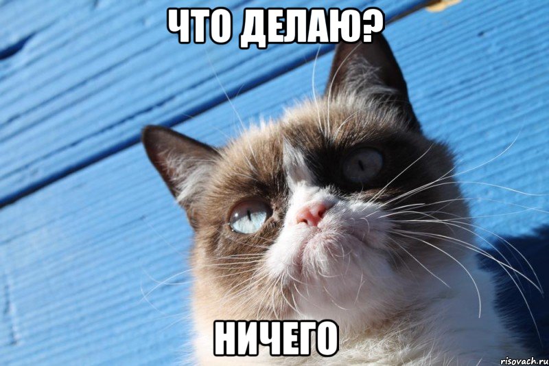 Что делаю? Ничего, Мем  grumpy cat