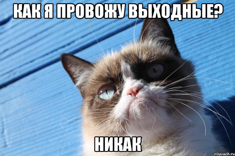 Как я провожу выходные? Никак, Мем  grumpy cat