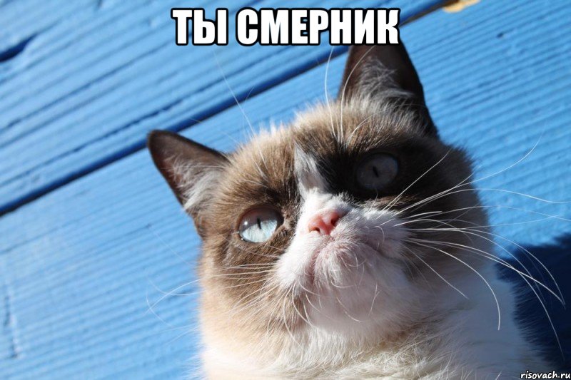 ты смерник , Мем  grumpy cat