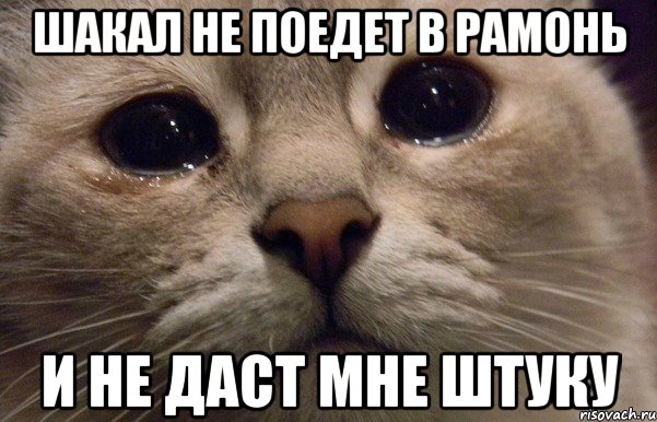 Шакал не поедет в Рамонь И не даст мне штуку, Мем   В мире грустит один котик