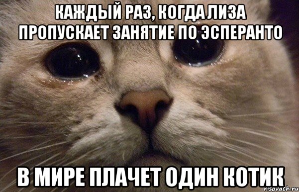 Каждый раз, когда Лиза пропускает занятие по Эсперанто в мире плачет один котик, Мем   В мире грустит один котик