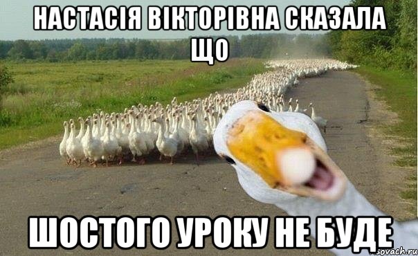 настасія вікторівна сказала що шостого уроку не буде, Мем гуси