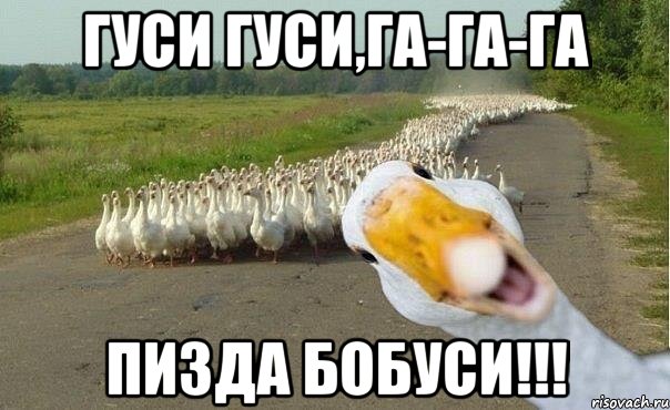 ГУси гуси,га-га-га пизда бобуси!!!, Мем гуси