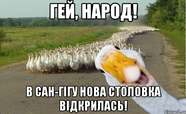 Гей, народ! В сан-гігу нова столовка відкрилась!, Мем гуси