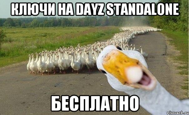 ключи на DayZ STANDALONE БЕСПЛАТНО, Мем гуси