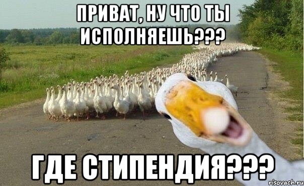 Приват, ну что ты исполняешь??? Где стипендия???, Мем гуси