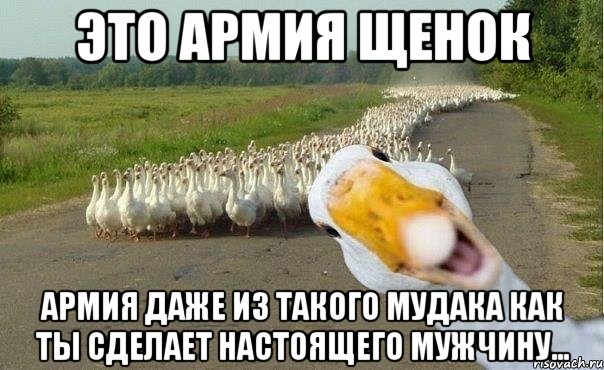 ЭТО АРМИЯ ЩЕНОК АРМИЯ ДАЖЕ ИЗ ТАКОГО МУДАКА КАК ТЫ СДЕЛАЕТ НАСТОЯЩЕГО МУЖЧИНУ..., Мем гуси