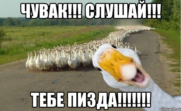 ЧУВАК!!! СЛУШАЙ!!! ТЕБЕ ПИЗДА!!!!!!!, Мем гуси