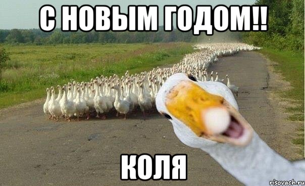 с новым годом!! коля, Мем гуси