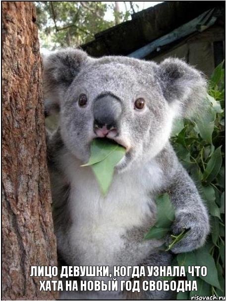 Лицо девушки, когда узнала что хата на Новый Год СВОБОДНА, Комикс коала