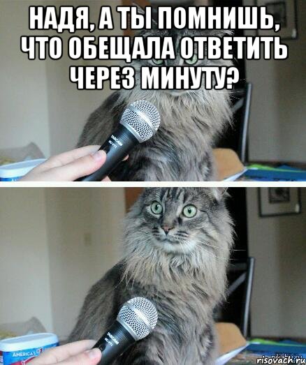 Надя, а ты помнишь, что обещала ответить через минуту? , Комикс  кот с микрофоном