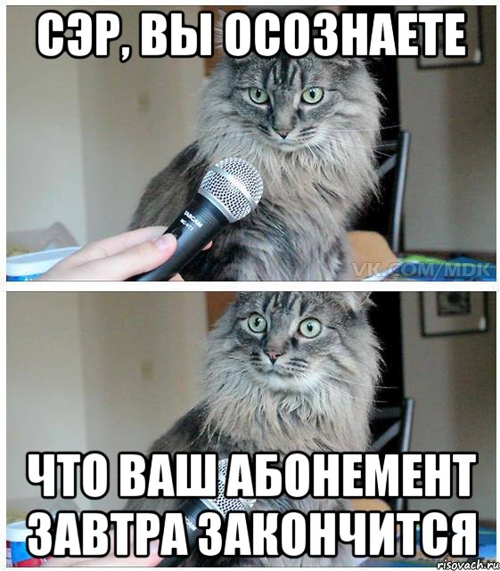 СЭР, ВЫ ОСОЗНАЕТЕ ЧТО ВАШ АБОНЕМЕНТ ЗАВТРА ЗАКОНЧИТСЯ, Комикс  кот с микрофоном