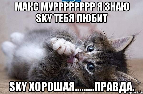 Макс мурррррррр я знаю SKY тебя любит SKY хорошая.........правда., Мем  котенок