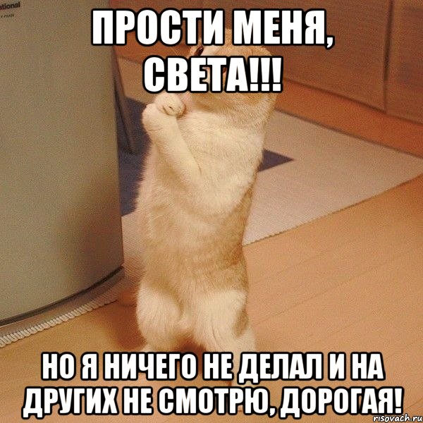 Прости меня, СВЕТА!!! Но я ничего не делал и на других не смотрю, дорогая!, Мем  котэ молится