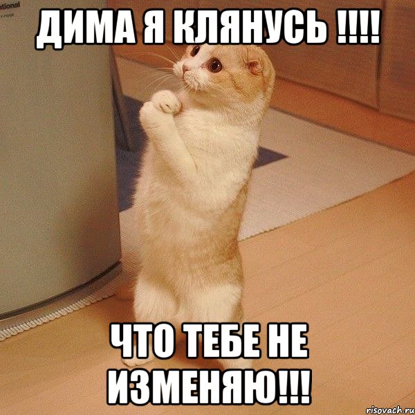 Дима я клянусь !!!! Что тебе не изменяю!!!, Мем  котэ молится