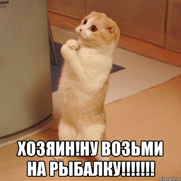  Хозяин!Ну возьми на рыбалку!!!!!!!, Мем  котэ молится