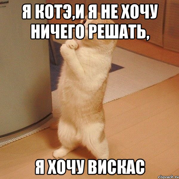 Я котэ,и я не хочу ничего решать, я хочу вискас, Мем  котэ молится