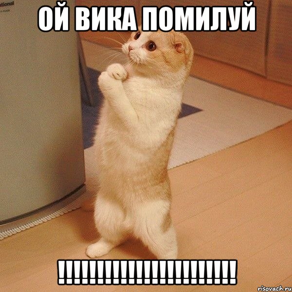 ой вика помилуй !!!!!!!!!!!!!!!!!!!!!!!, Мем  котэ молится