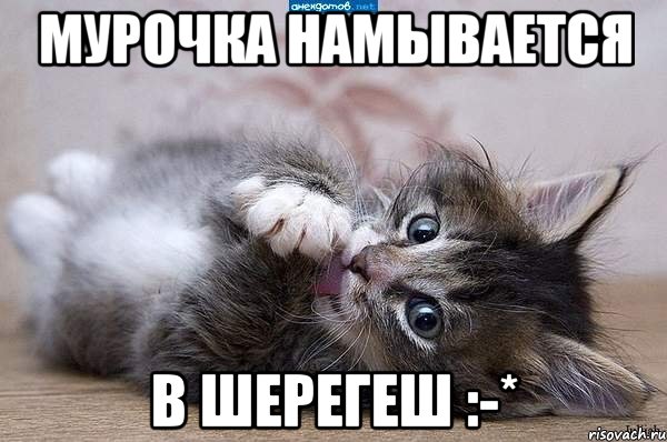 Мурочка намывается в Шерегеш :-*, Мем  котенок