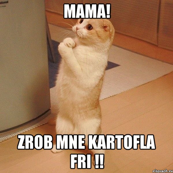 MAMA! Zrob mne kartofla fri !!, Мем  котэ молится