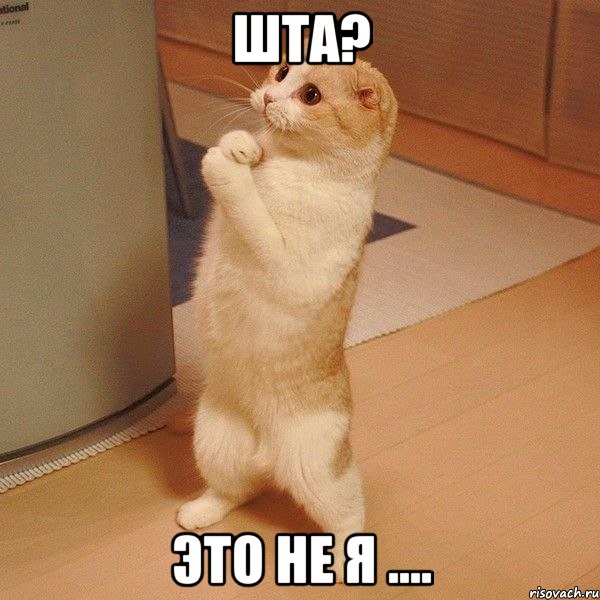 Шта? Это не я ...., Мем  котэ молится