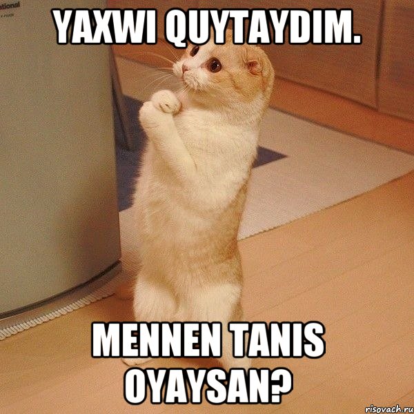 yaxwi quytaydim. mennen tanis oyaysan?, Мем  котэ молится