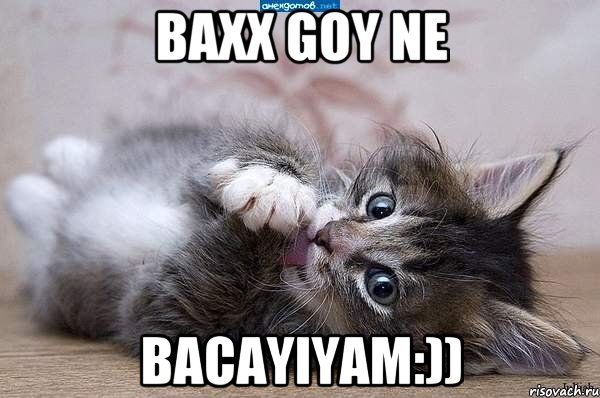 baxx goy ne bacayiyam:)), Мем  котенок