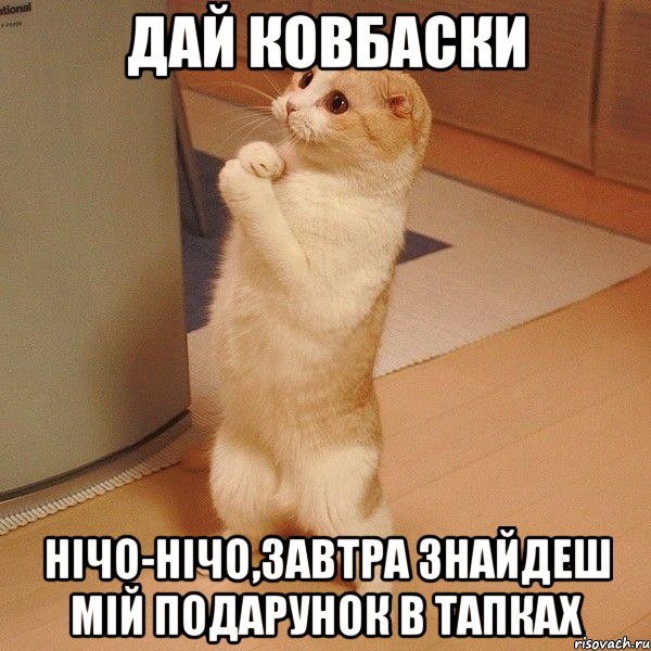 Дай ковбаски Нічо-нічо,завтра знайдеш мій подарунок в тапках, Мем  котэ молится