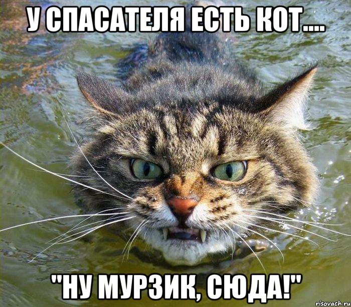 у спасателя есть кот.... "Ну Мурзик, сюда!"