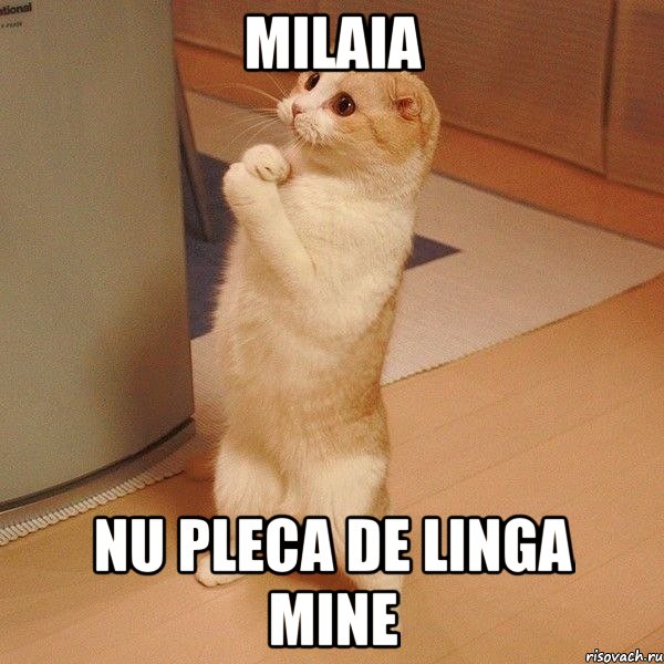 MILAIA nu pleca de linga mine, Мем  котэ молится