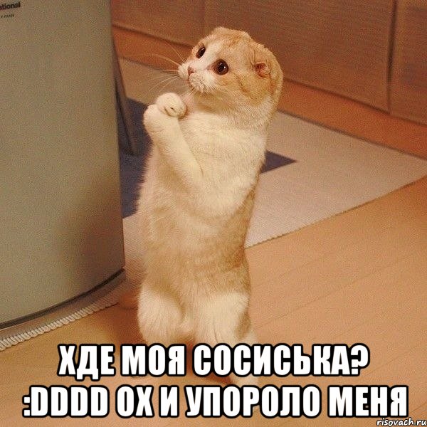  Хде моя сосиська? :DDDD ох и упороло меня, Мем  котэ молится