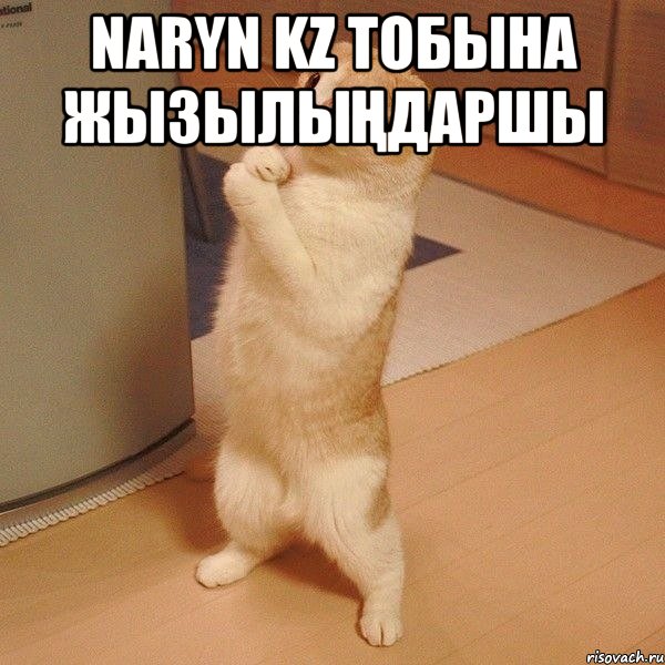 Naryn kz тобына жызылыңдаршы , Мем  котэ молится