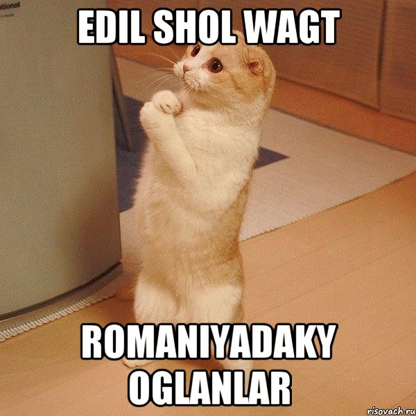 Edil shol wagt Romaniyadaky oglanlar, Мем  котэ молится