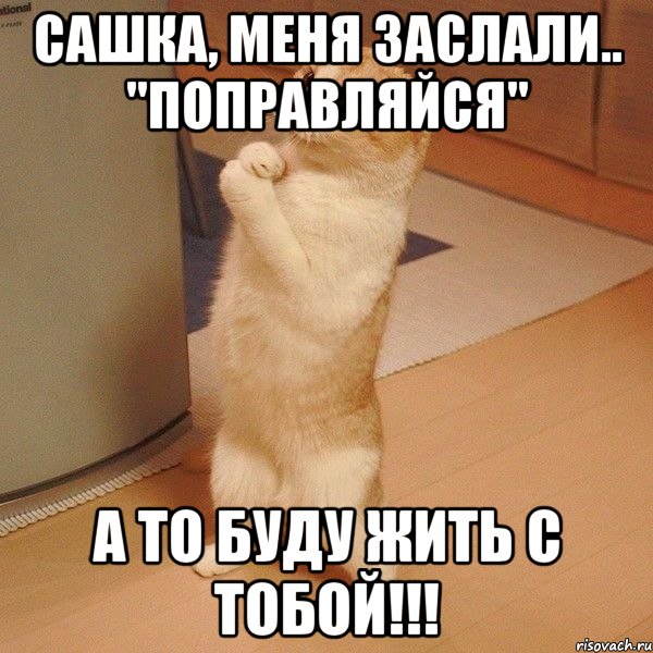 Сашка, меня заслали.. "Поправляйся" А то буду жить с тобой!!!, Мем  котэ молится